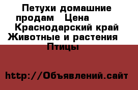 Петухи домашние продам › Цена ­ 350 - Краснодарский край Животные и растения » Птицы   